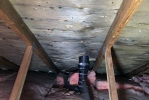 Attic mold remediation, Laval