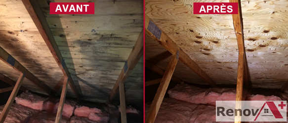 Attic Mold Removal, Dorval