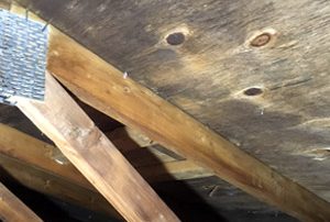 Attic mold removal specialist, Cote-Saint-Luc