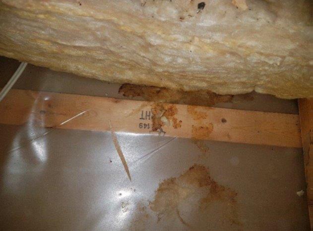 Rodents attic decontamination, Longueuil