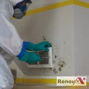 Mold Removal