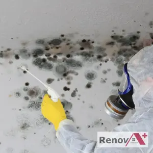 Mold Removal in Dorval